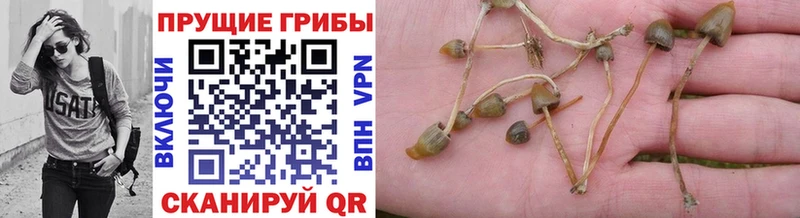 blacksprut ссылки  Бердск  Псилоцибиновые грибы Psilocybe  цены наркотик 